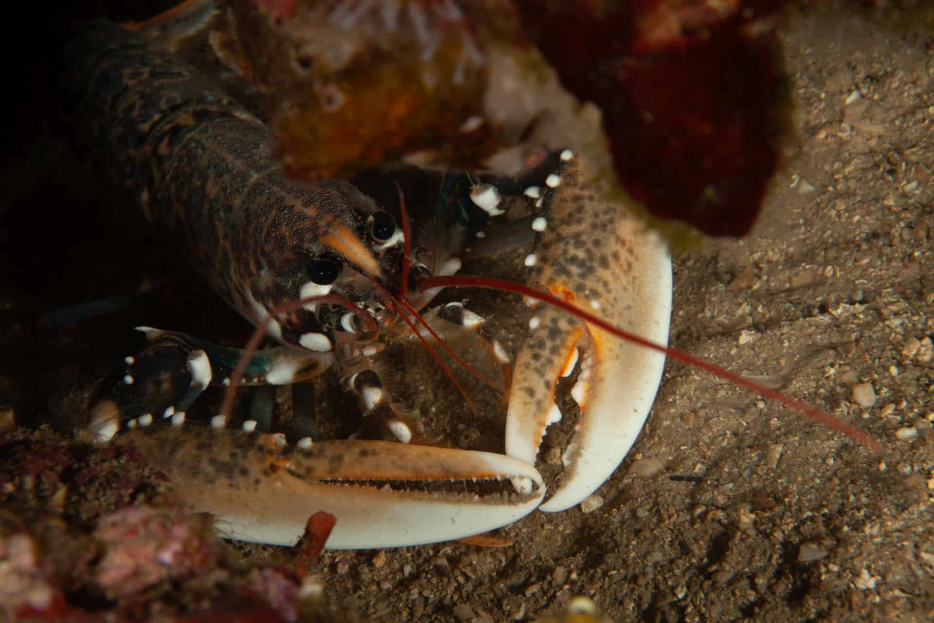 Braun-Weiß-Oranger Krebs in Labin 2014