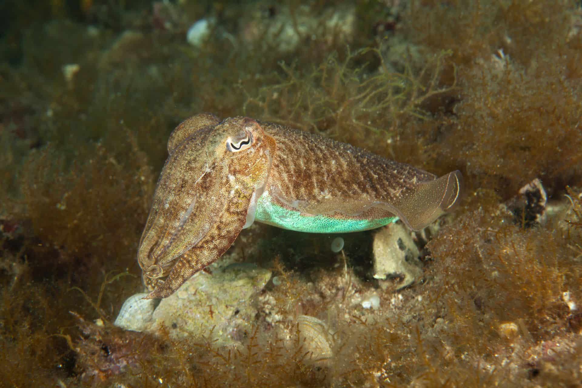 Meerestier mit fluoreszierendem Bauch in Labin 2014