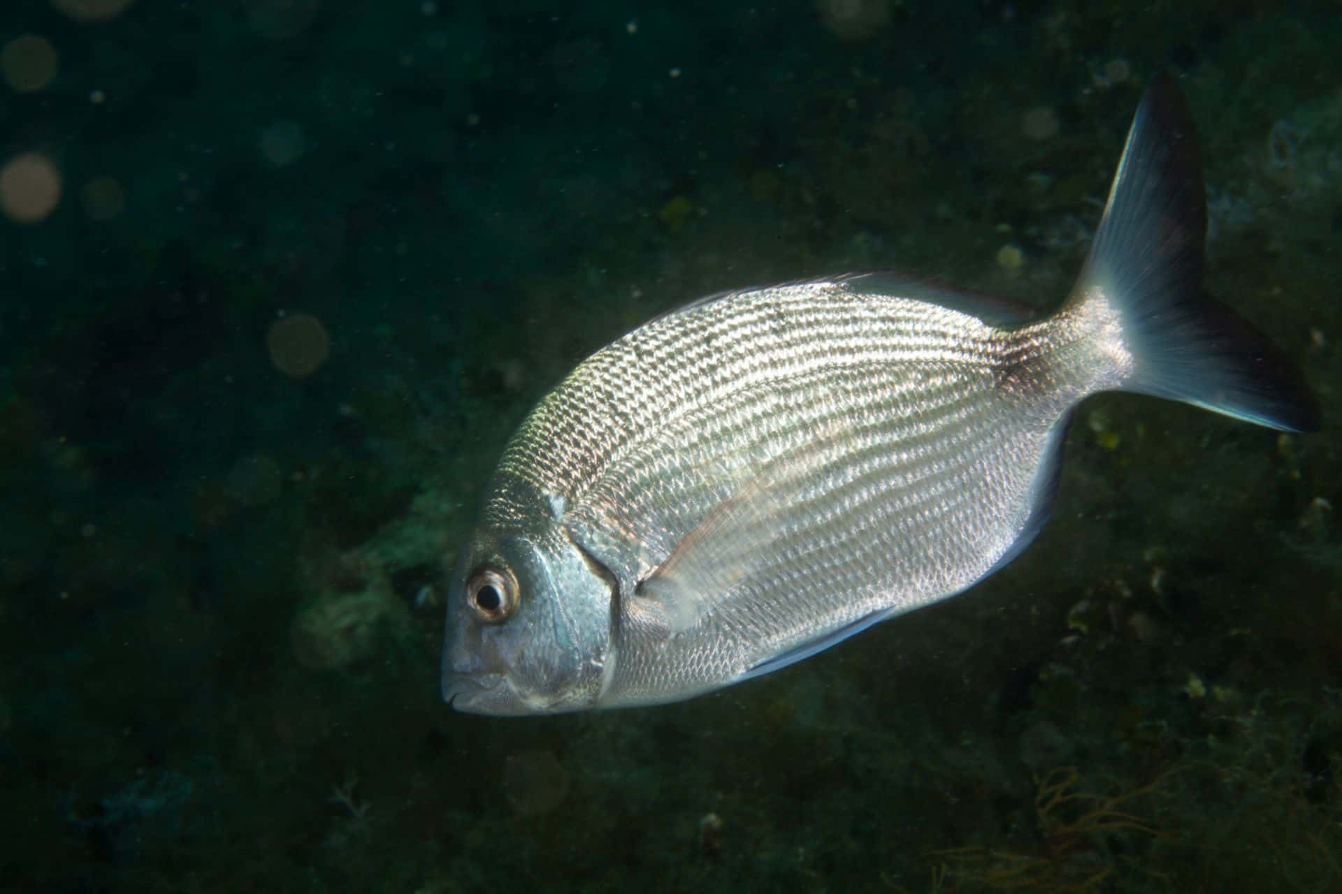 Silberner Fisch in Labin 2014