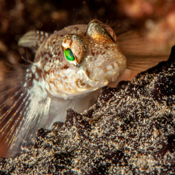 Fisch mit grünen Augen in Rabac 2018