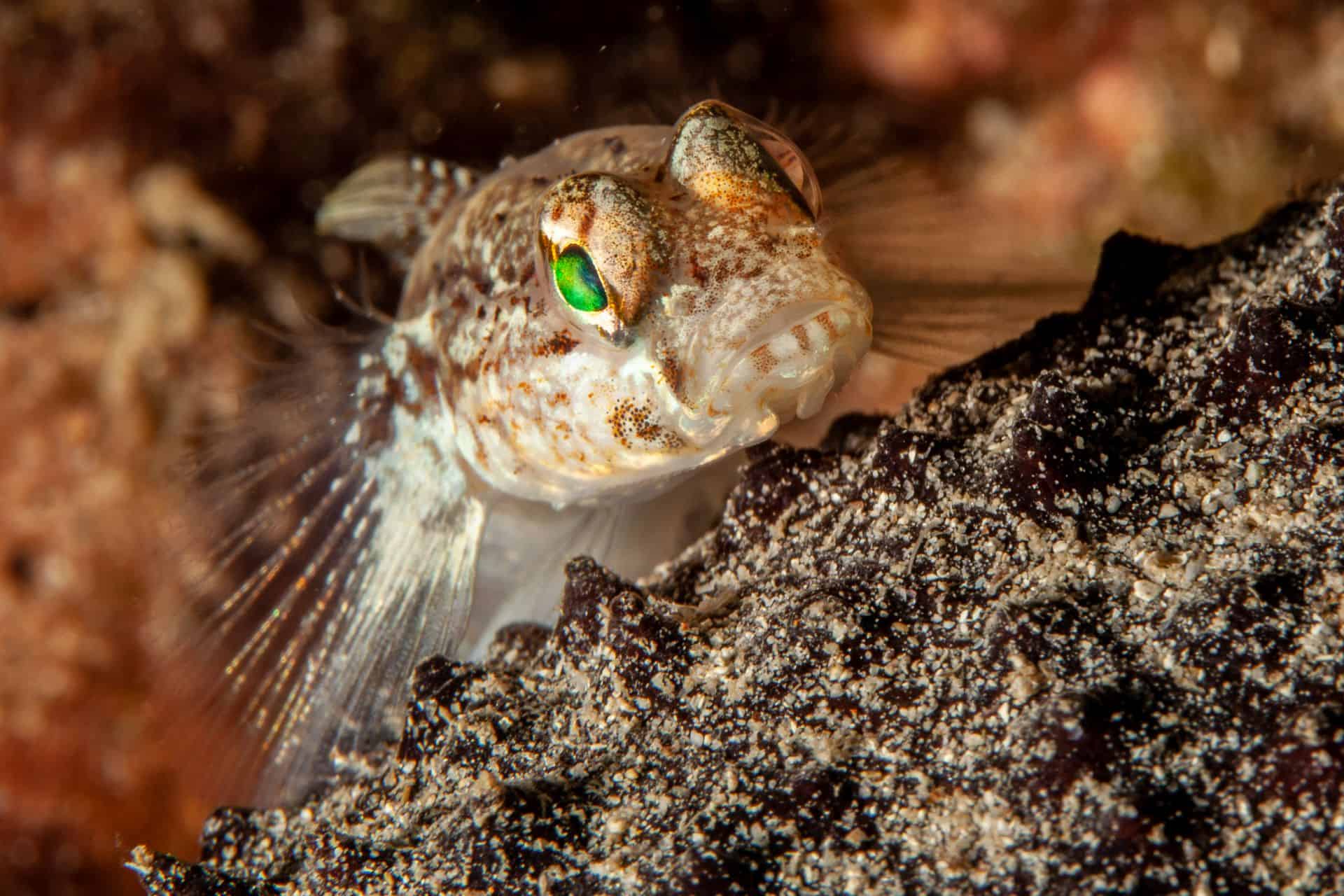 Fisch mit grünen Augen in Rabac 2018