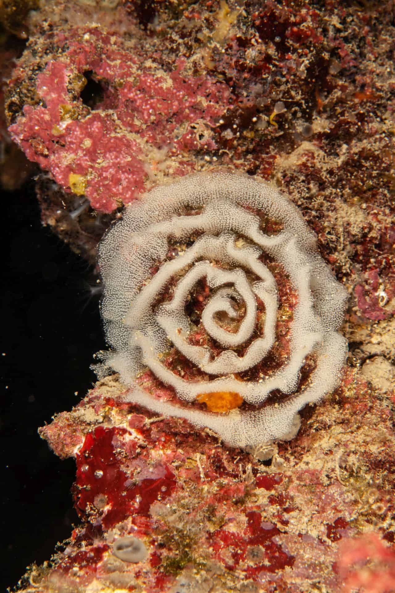Weiße Korallen-Spirale in Rabac 2018