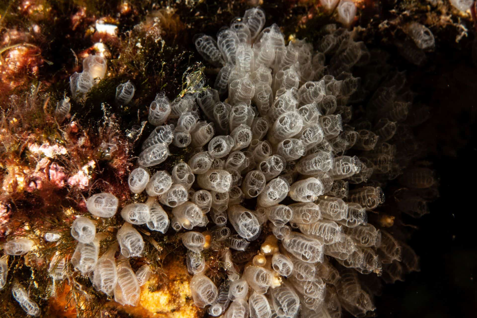 Meerestier bei Koralle in Rabac 2018
