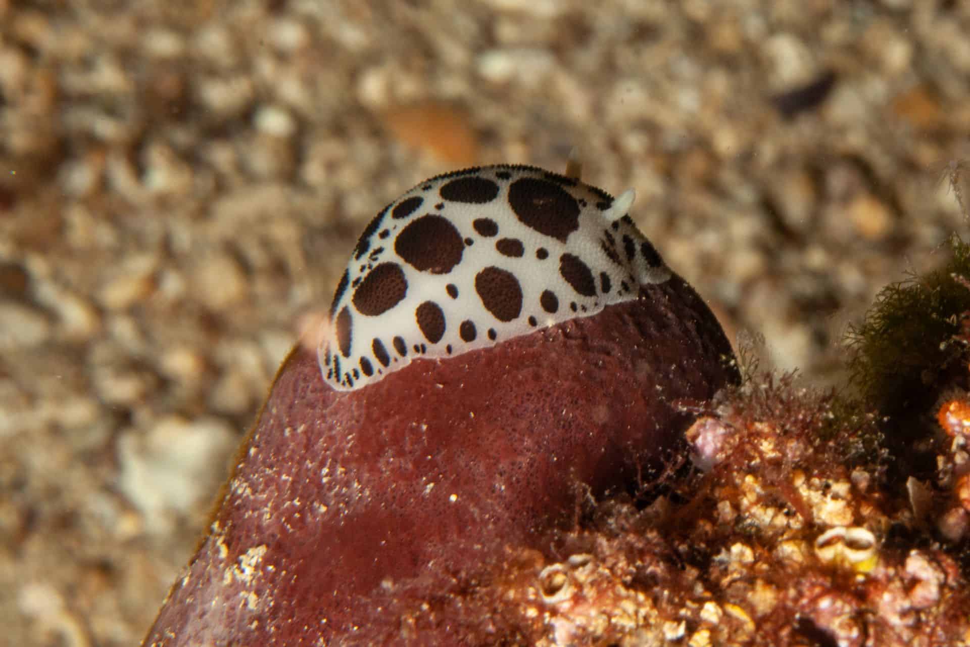 Weiße Schnecke mit braunen Punkten in Rabac 2018