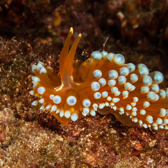 Orange-Weißes Meerestier in Rabac 2018