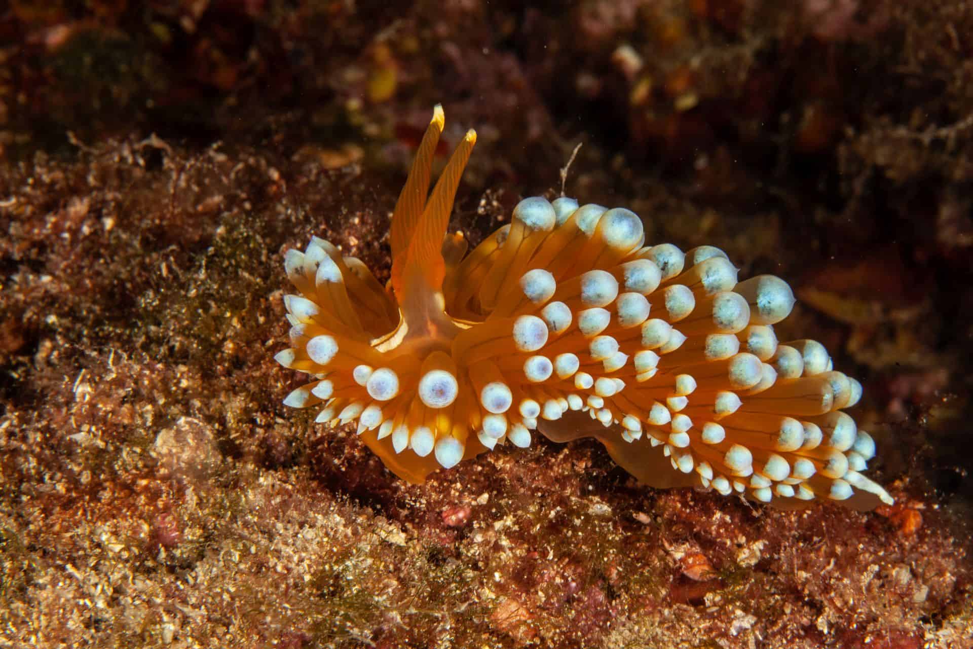 Orange-Weißes Meerestier in Rabac 2018