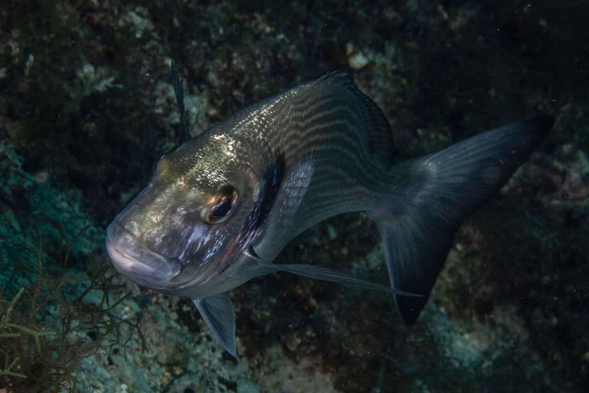 Silberner Fisch in Rabac 2018