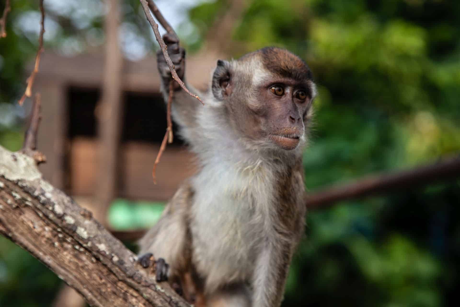 Ein Affe in den Bäume in Sulawesi 2014
