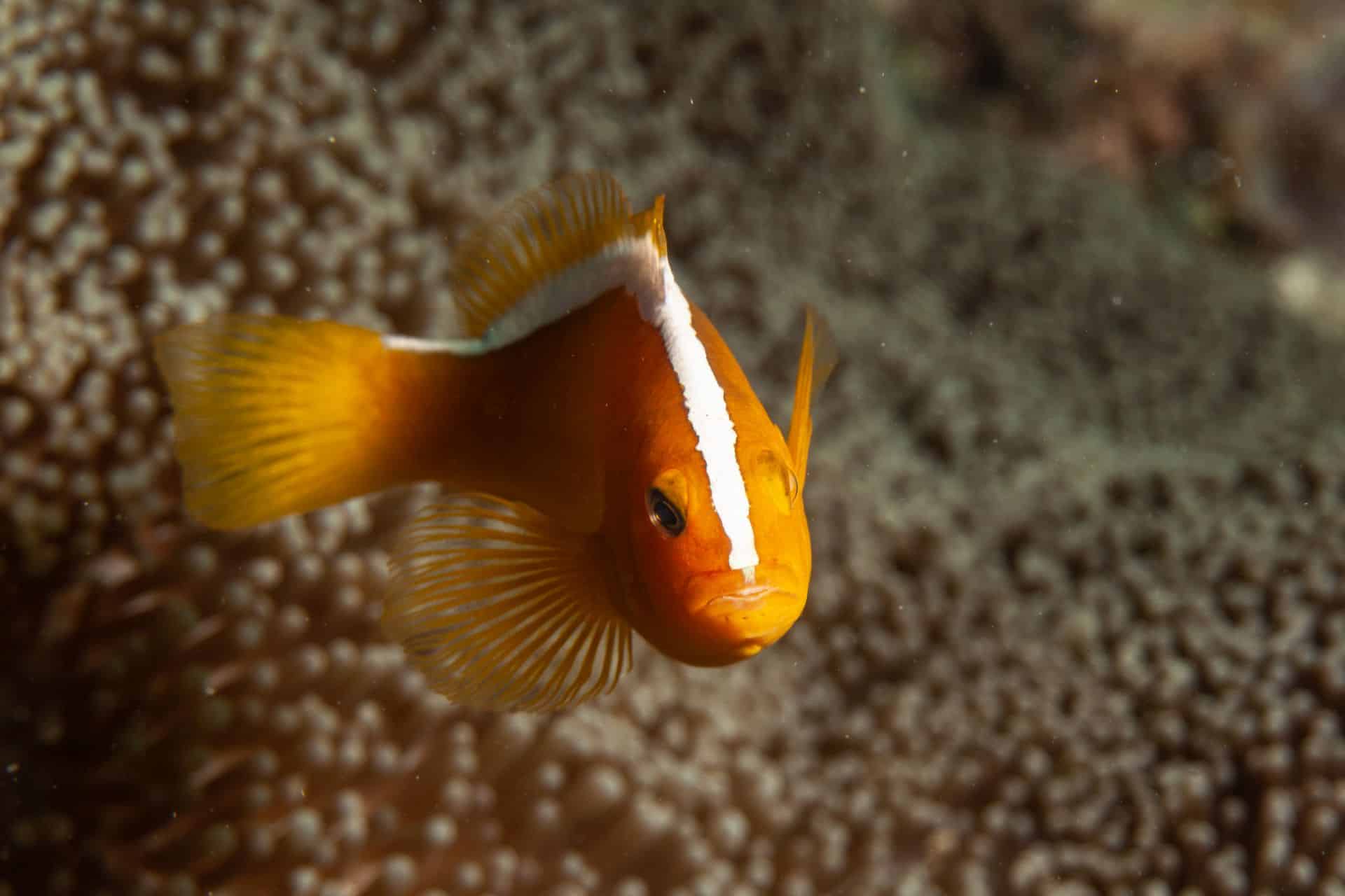 Orange-Weißer Fisch in Sulawesi 2014