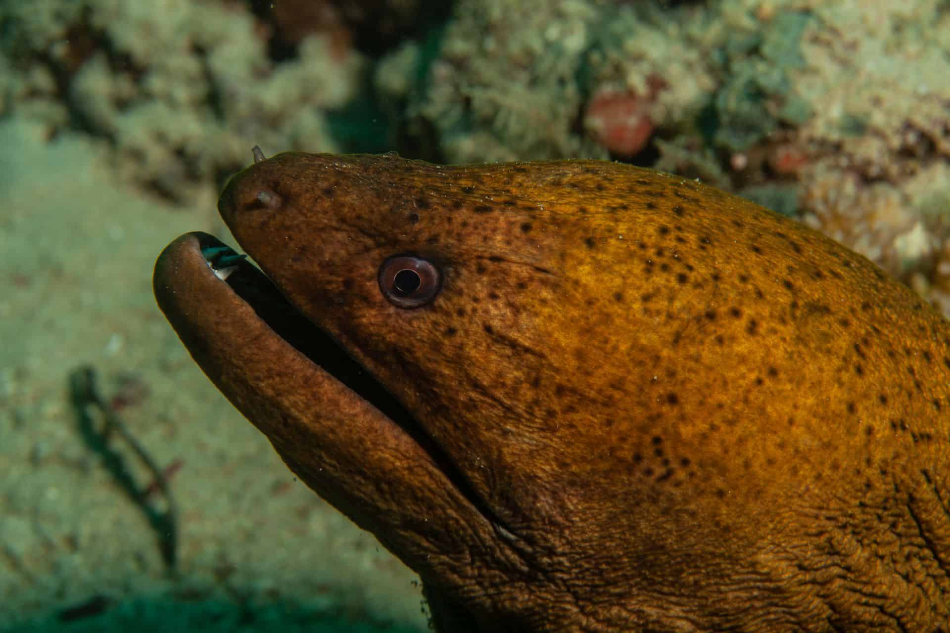 Moräne in Sulawesi 2014