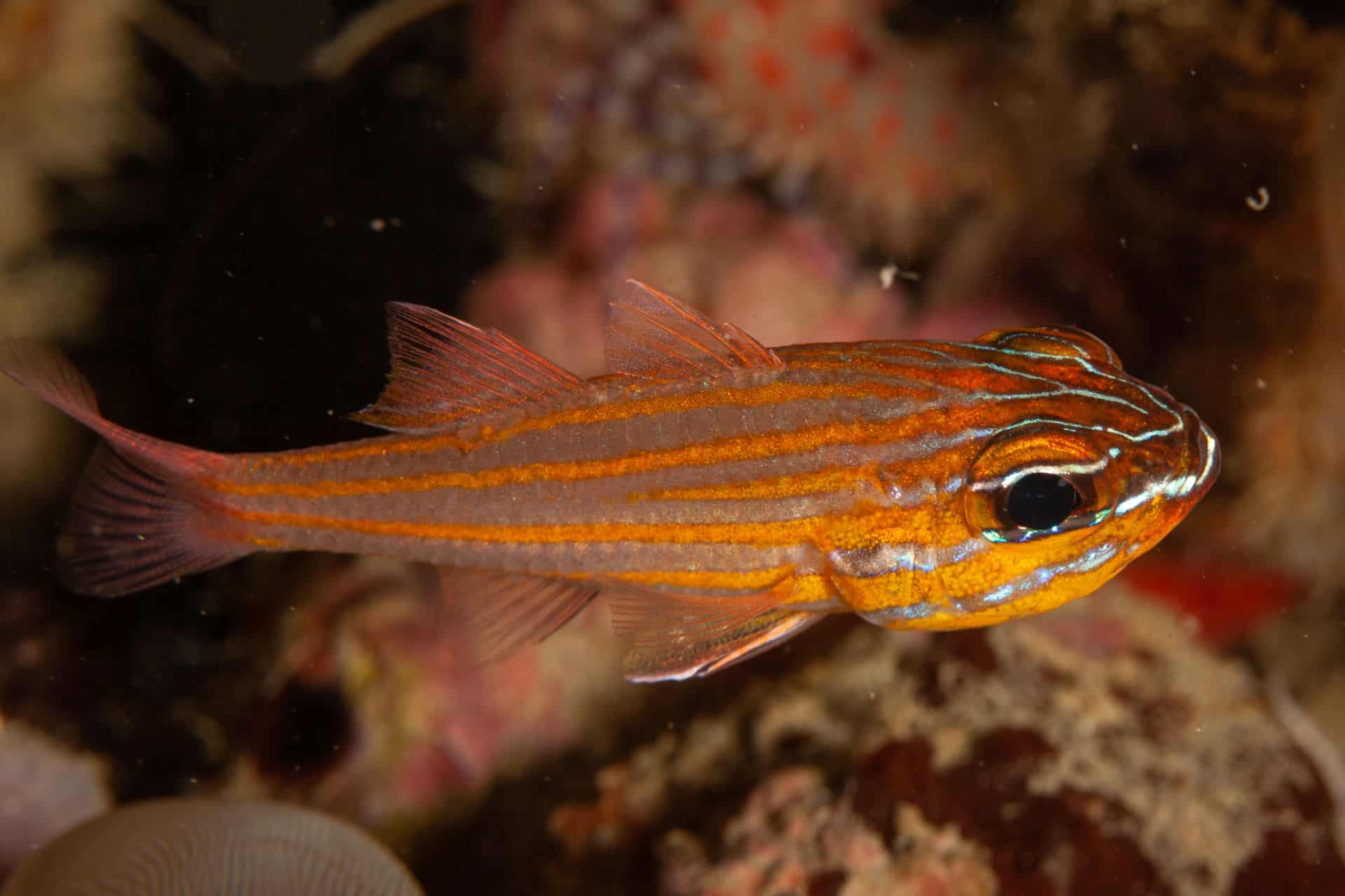 Orange-Weiß gestreifter Fisch in Sulawesi 2014