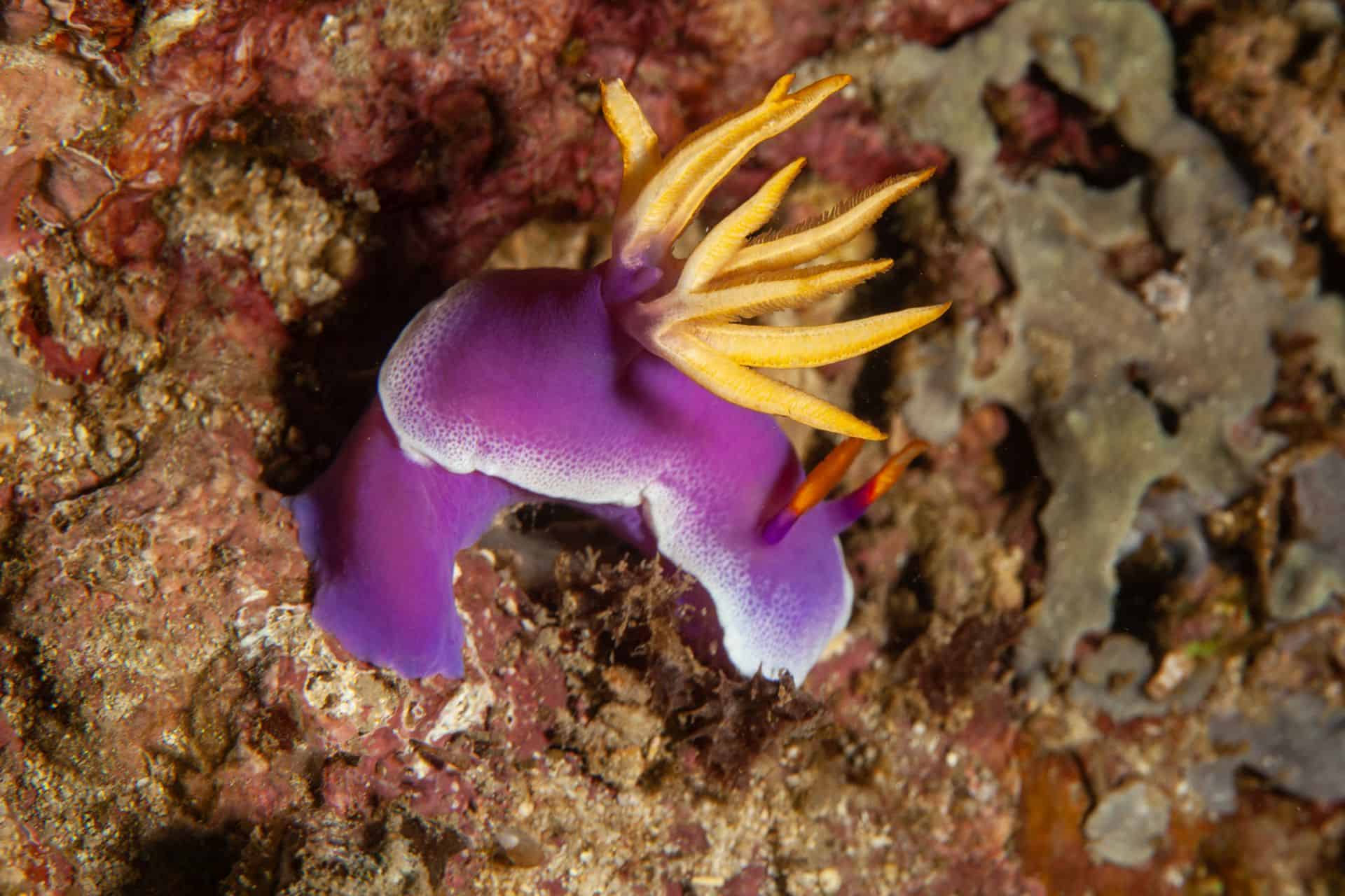 Meerestier in Sulawesi 2014