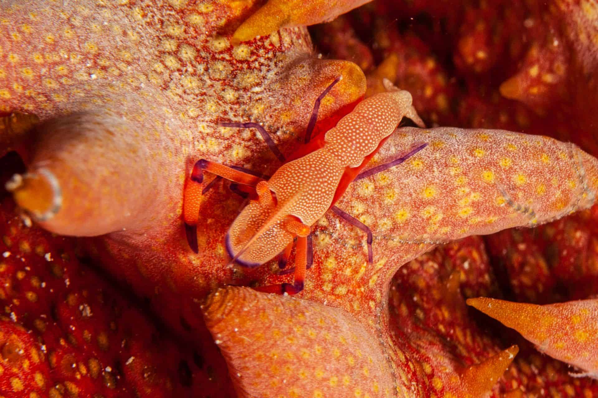 Meerestier in Sulawesi 2014