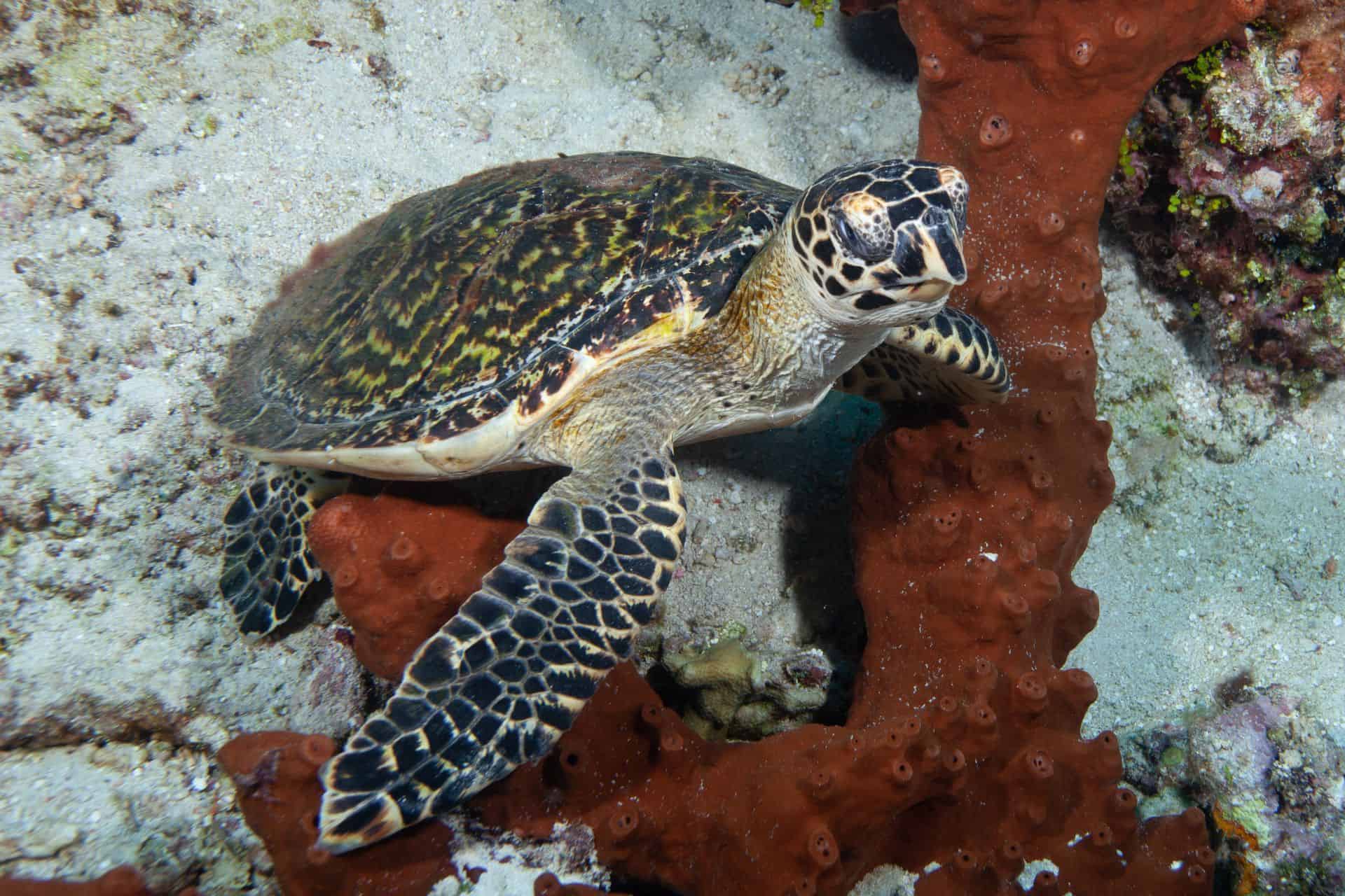 Meeres-Schildkröte in Sulawesi 2014