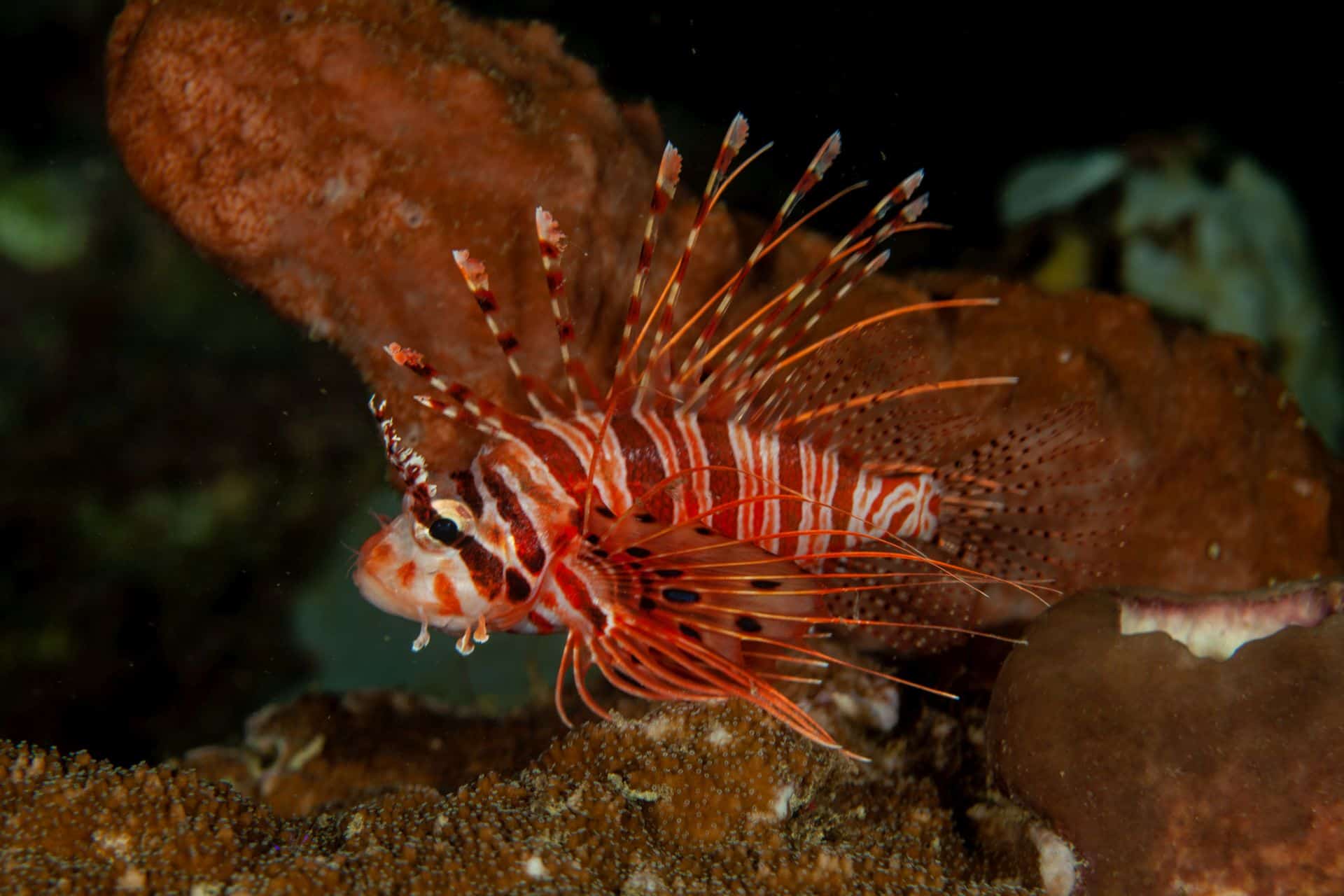 Feuerfisch in Sulawesi 2014