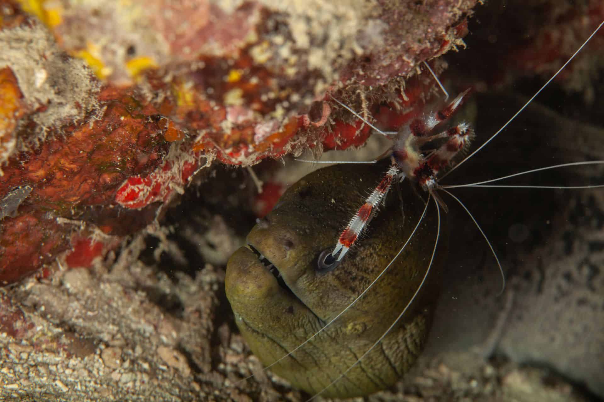Moräne und Meerestier in Sulawesi 2014