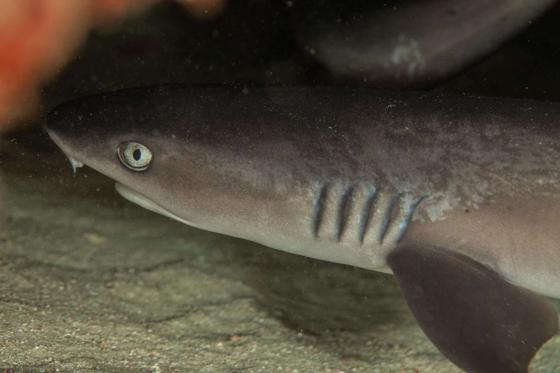 Haifisch in Sulawesi 2014