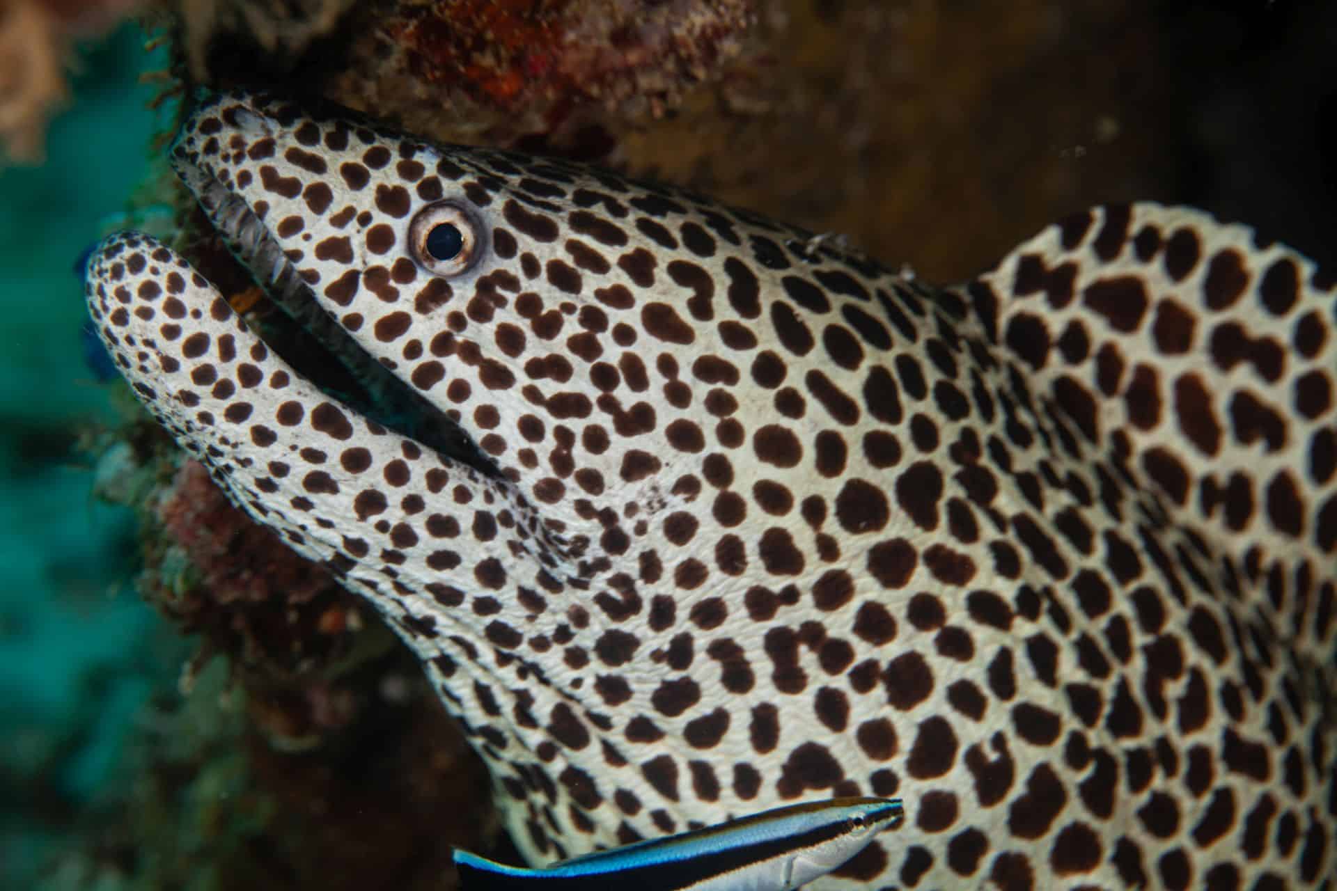 Moräne in Sulawesi 2014