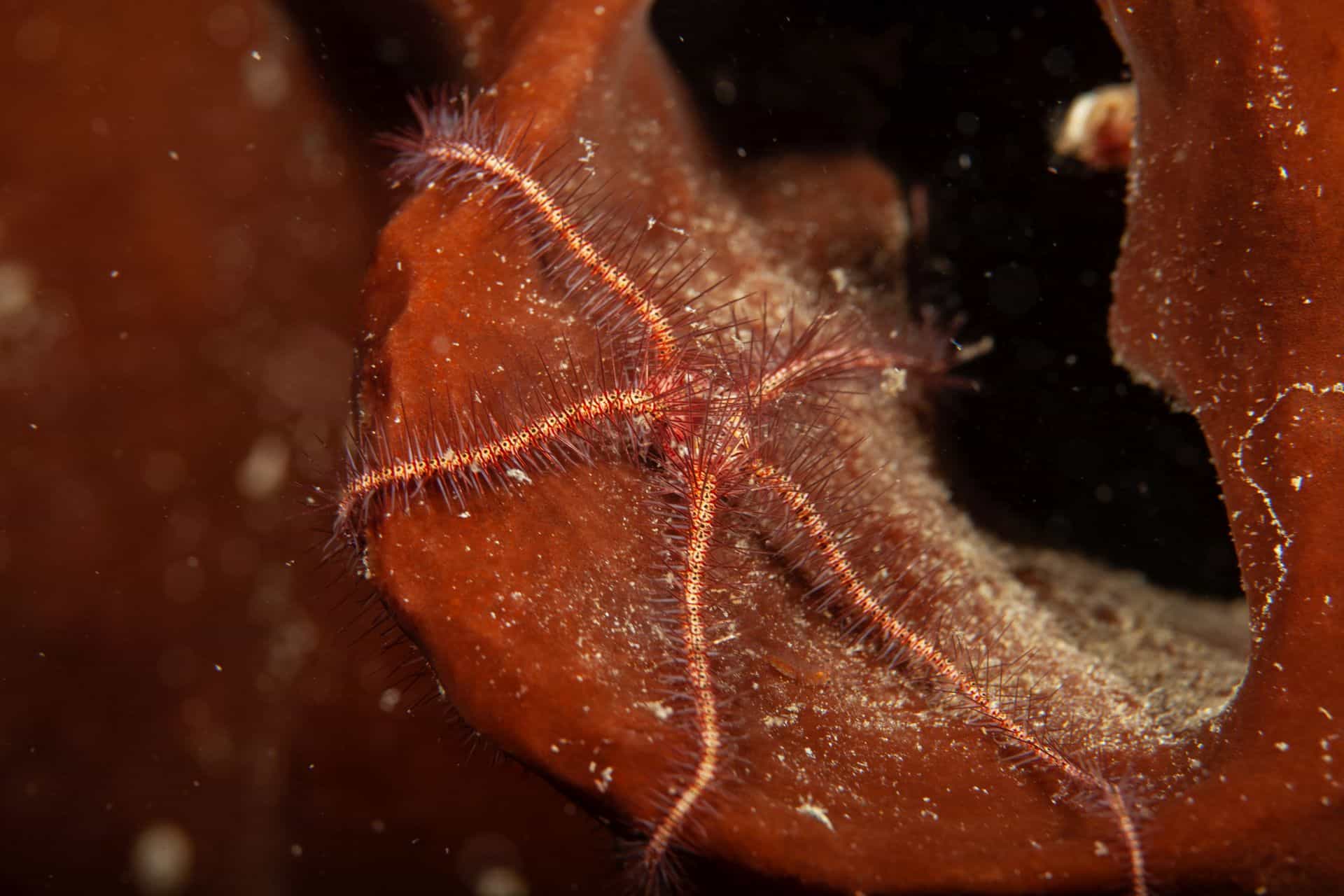 Seestern in Sulawesi 2014