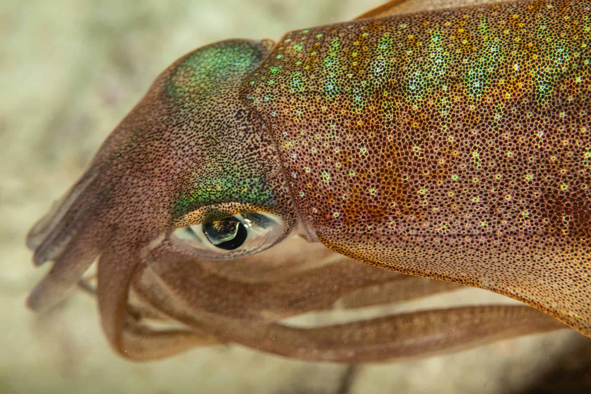 Meerestier in Sulawesi 2014