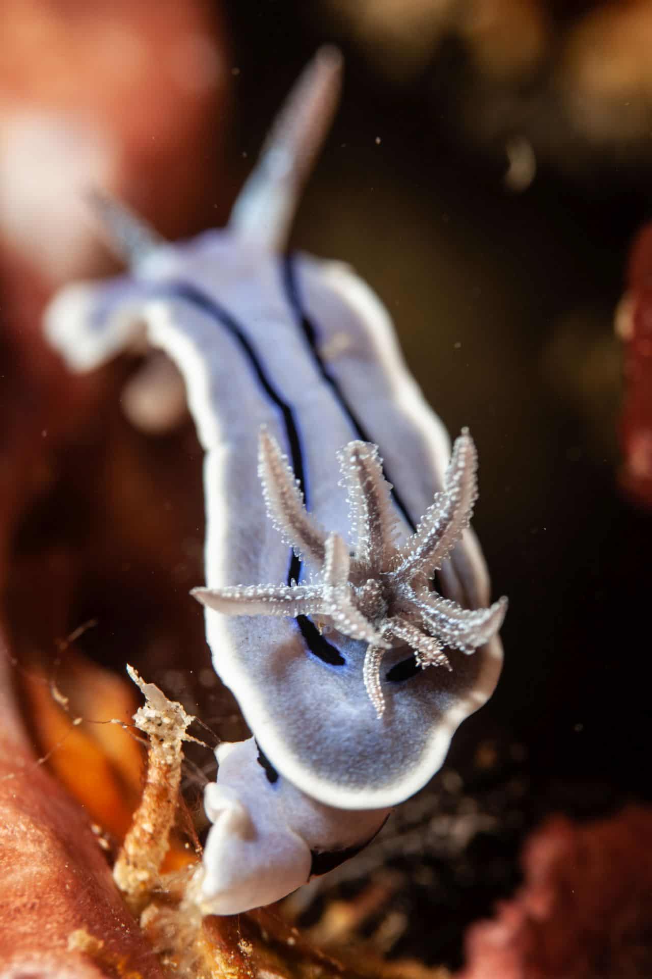 Meerestier in Sulawesi 2014