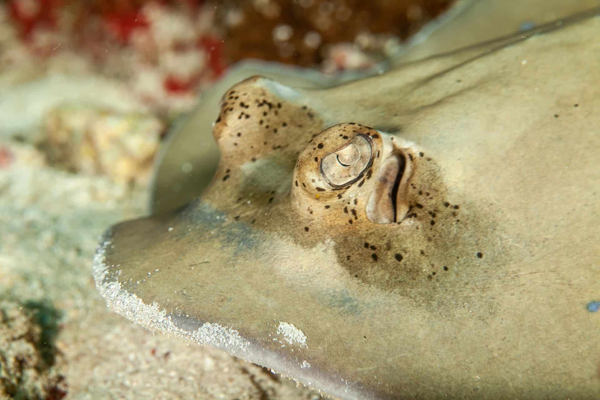 Meerestier in Sulawesi 2014