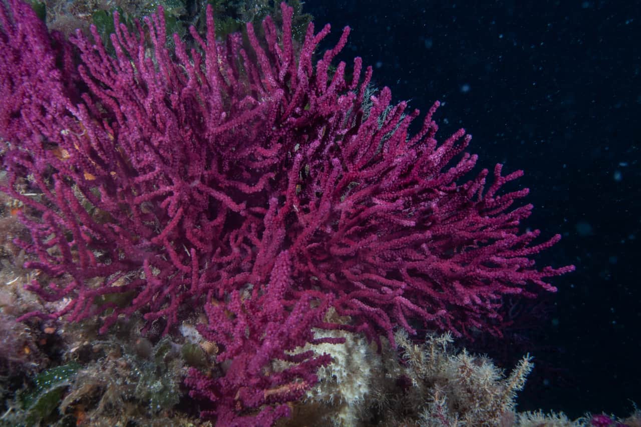 Korallen Vranjak 2015