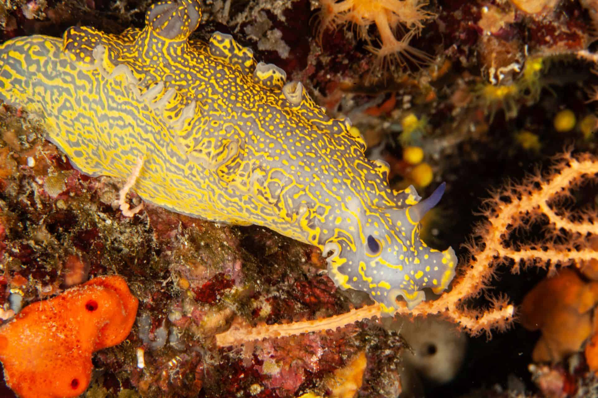 Meerestier Vranjak 2015