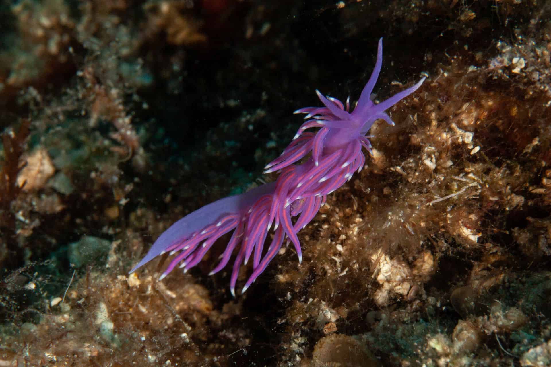 Meerestier Vranjak 2015