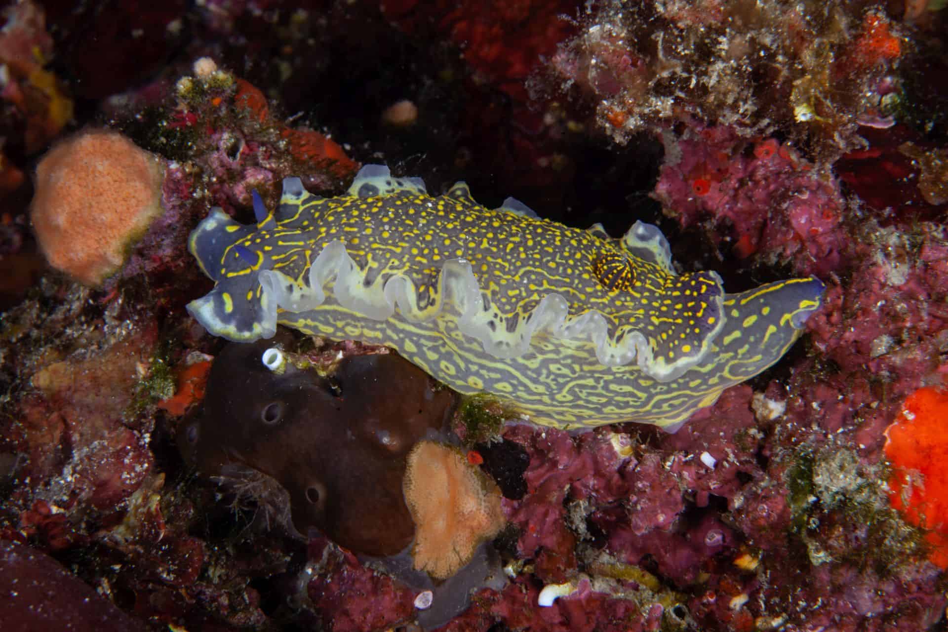 Meerestier Vranjak 2015