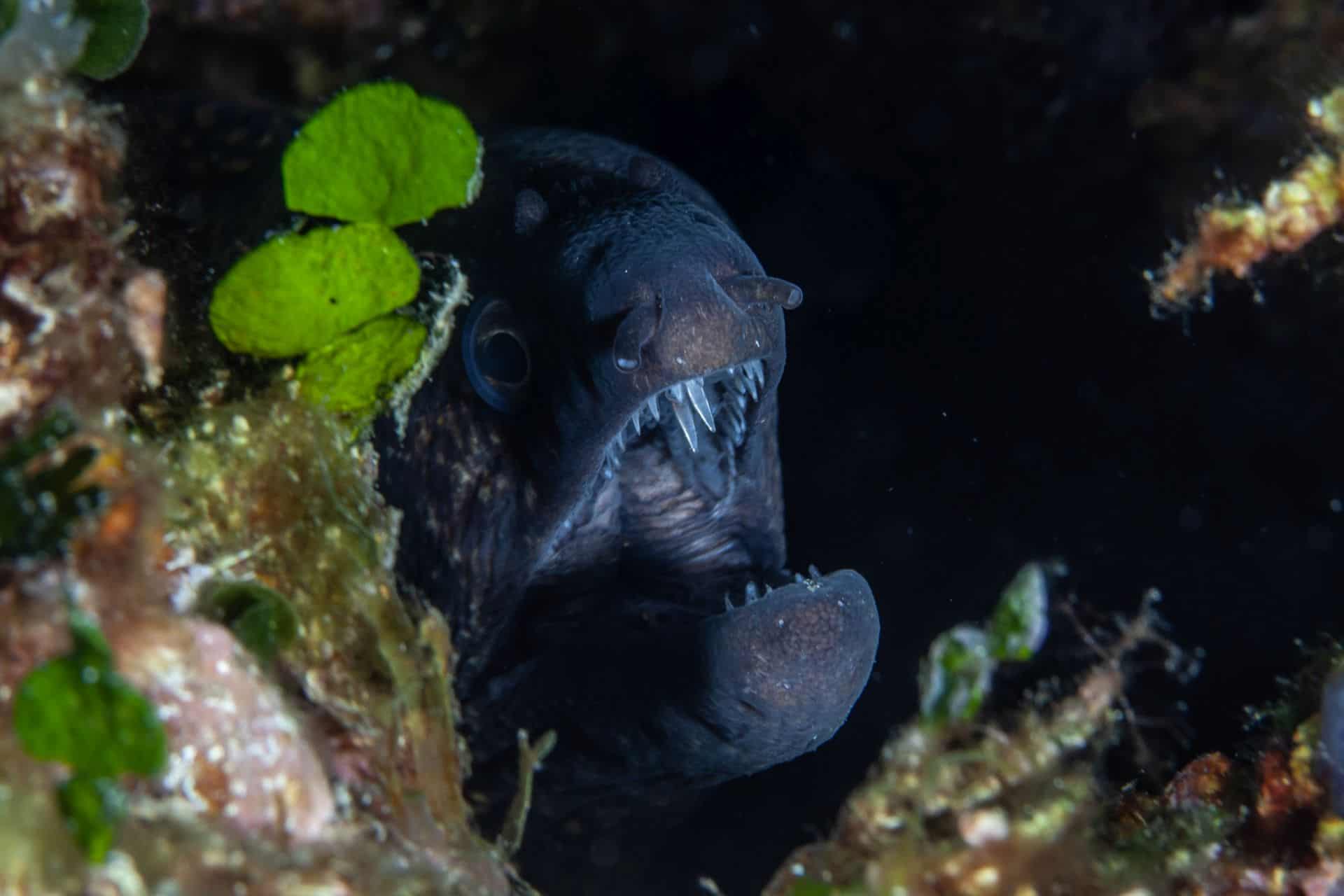 Moräne in Höhle Vranjak 2015