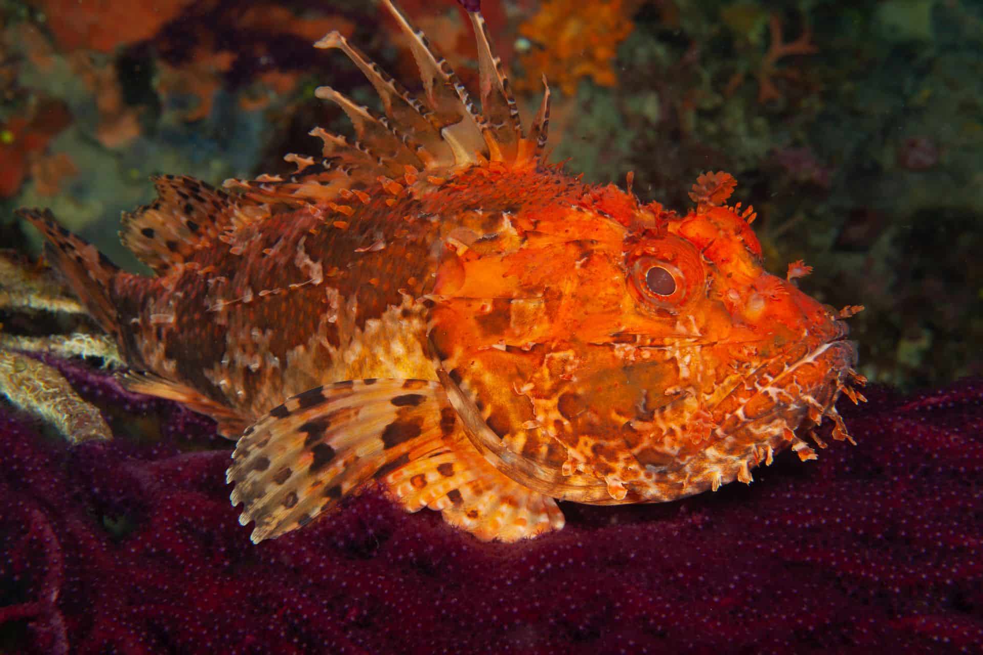 Feuerfisch Vranjak 2015